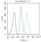 phospho-HSP70 (Tyr41) Rabbit pAb